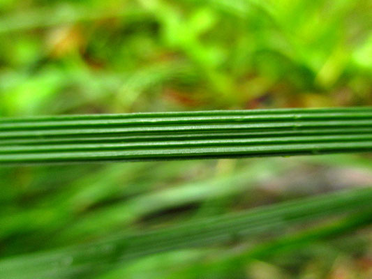 Horst-Rasenschmiele (Deschampsia cespitosa)