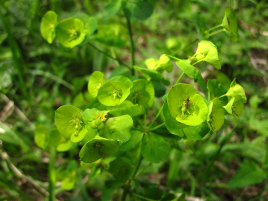 Mandel-Wolfsmilch (Euphorbia amygdaloides)