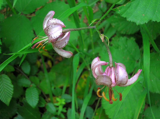 Türkenbund-Lilie (Lilium martagon)