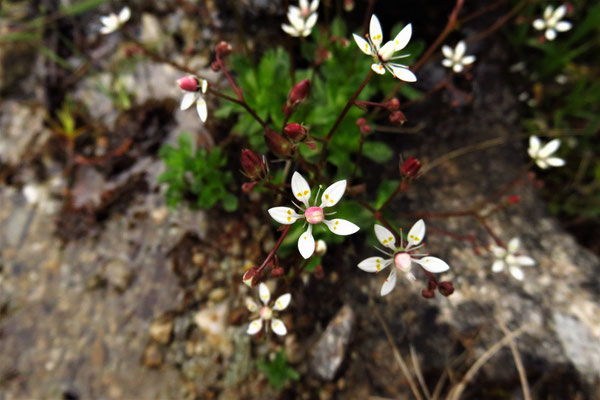 Stern-Steinbrech (Saxifraga stellaris) | Fam. Steinbrechgewächse (Saxifragaceae)