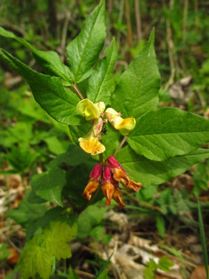 Walderbsen-Wicke (Vicia oroboides)