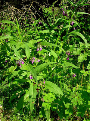 Echter Beinwell (Symphytum officinale)