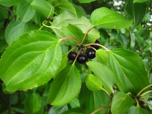 Purgier-Kreuzdorn (Rhamnus cathartica)