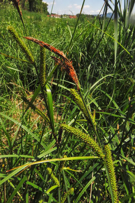 Sumpf-Segge (Carex acutiformis)