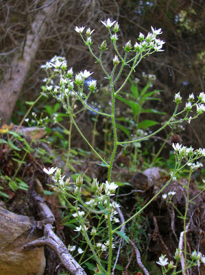 Rundblatt-Steinbrech (Saxifraga rotundifolia)