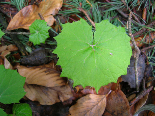 Weiße Pestwurz (Petasites albus)