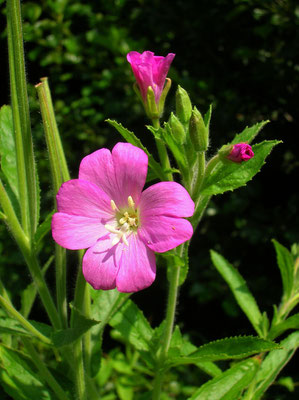 Zottel-Weidenröschen (Epilobium hirsutum)