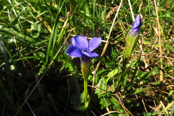 Gewöhnlicher Fransenenzian (Gentianopsis ciliata)