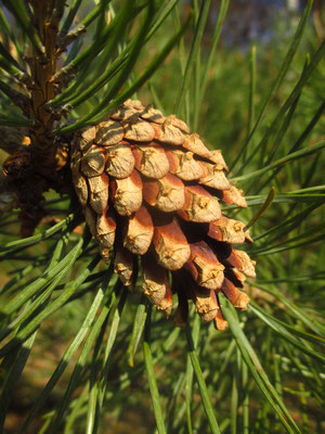 Rot-Föhre (Pinus sylvestris)