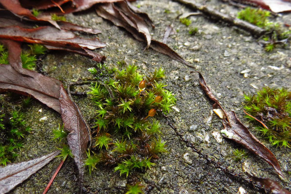 Stein-Goldhaarmoos (Orthotrichum anomalum)