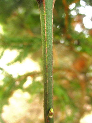 Gewöhnliches Pfaffenkäppchen (Euonymus europaeus)