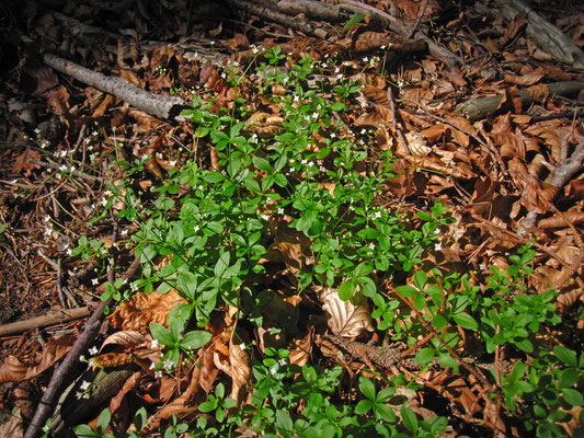 Rundblatt-Labkraut (Galium rotundifolium)