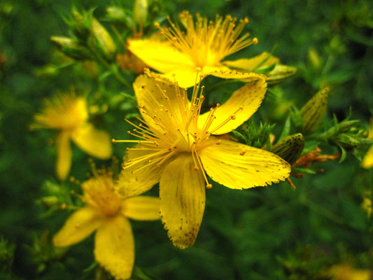 Echtes Johanniskraut (Hypericum perforatum)