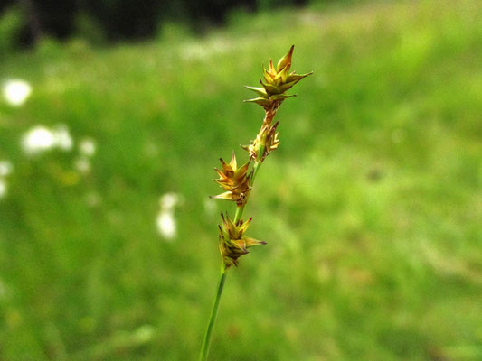 Igel-Segge (Carex echinata)