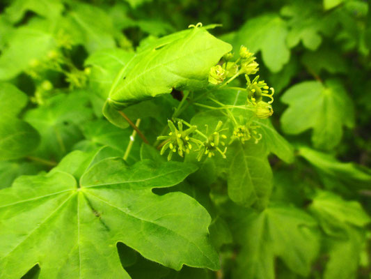 Feld-Ahorn (Acer campestre)