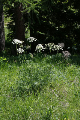 Berg-Laserkraut (Laserpitium siler)