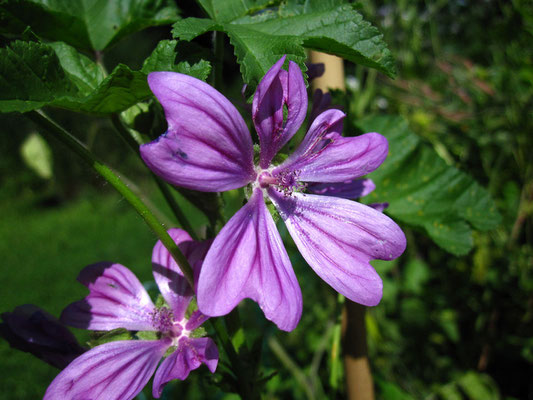 Wilde Malve (Malva sylvestris)