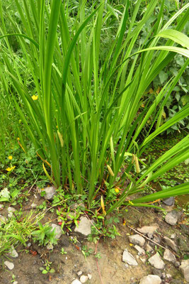 Gewöhnlicher Kalmus (Acorus calamus)