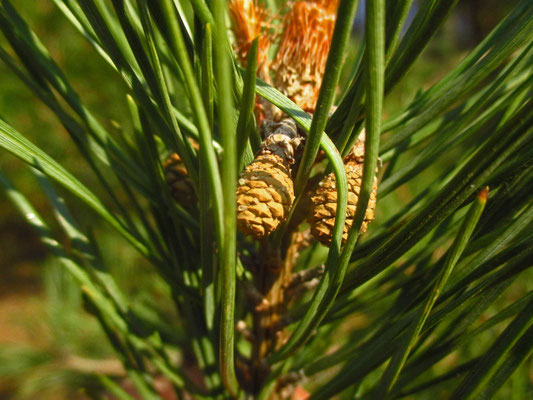 Rot-Föhre (Pinus sylvestris) | junge Zapfen