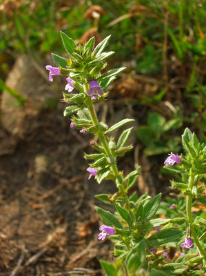 Gewöhnlicher Steinquendel (Clinopodium acinos)