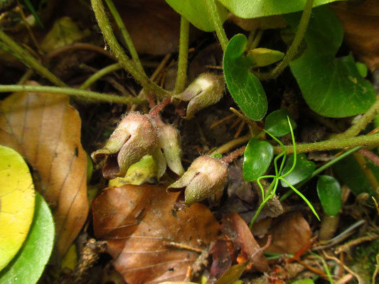 Gewöhnliche Haselwurz (Asarum europaeum)