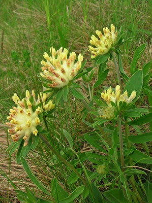 Echter Wundklee (Anthyllis vulneraria)