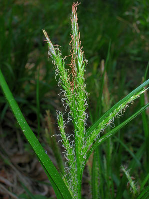 Wald-Segge (Carex sylvatica)