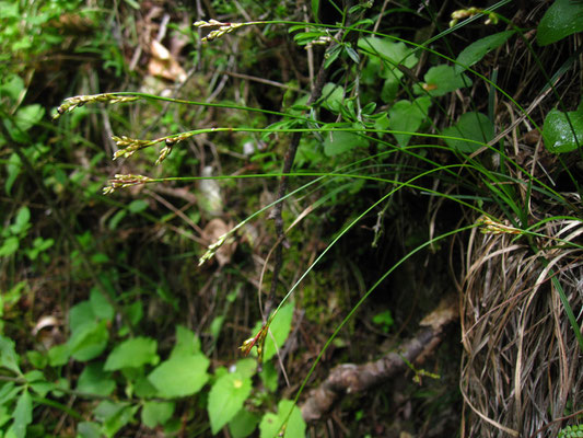 Vogelfuß-Segge (Carex ornithopoda)