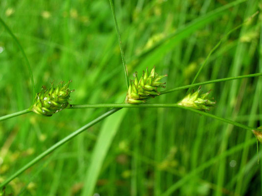 Winkel-Segge (Carex remota)