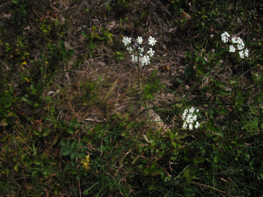 Kleine Bibernelle (Pimpinella saxifraga s.lat.)