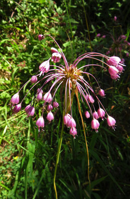 Kiel-Lauch (Allium carinatum)