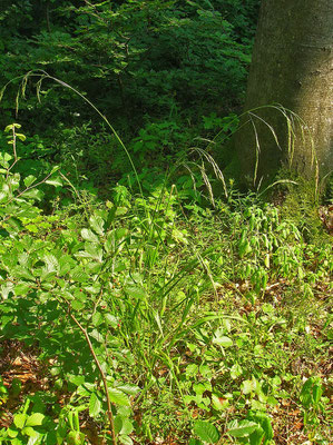 Riesen-Schwingel (Festuca gigantea)