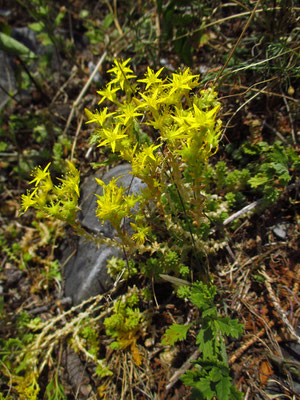 Scharfer Mauerpfeffer (Sedum acre)