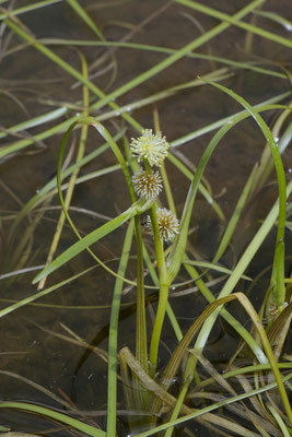 Schmalblättriger Igelkolben (Sparganium angustifolium)