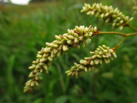 Ampfer-Knöterich (Persicaria lapathifolia)