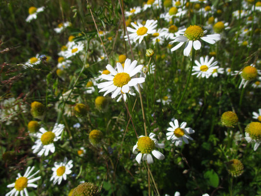 Acker-Hundskamille (Anthemis arvensis)