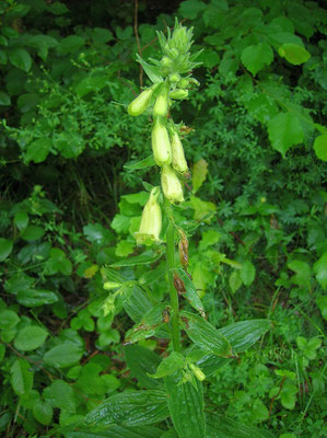 Groß-Fingerhut (Digitalis grandiflora)