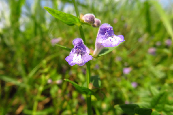 Sumpf-Helmkraut (Scutellaria galericulata)