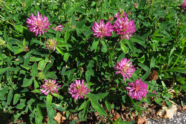 Zickzack-Klee (Trifolium medium) | Fam. Hülsenfrüchtler (Fabaceae)