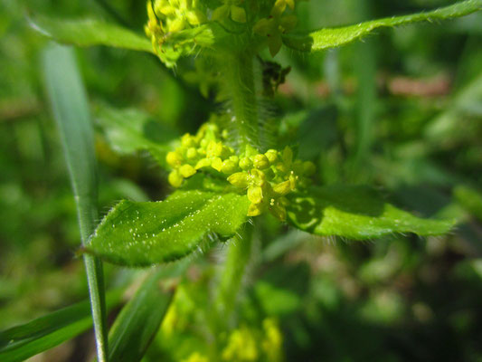 Wiesen-Kreuzlabkraut (Cruciata laevipes)