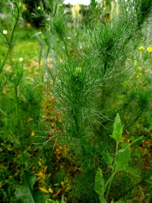Geruchlos-Ruderalkamille (Tripleurospermum indorum)