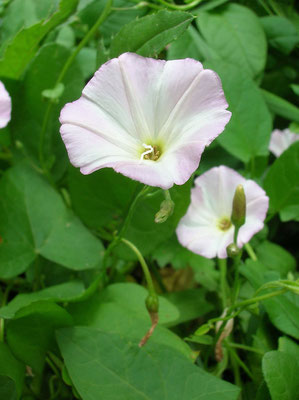 Acker-Winde (Convolvulus arvensis)