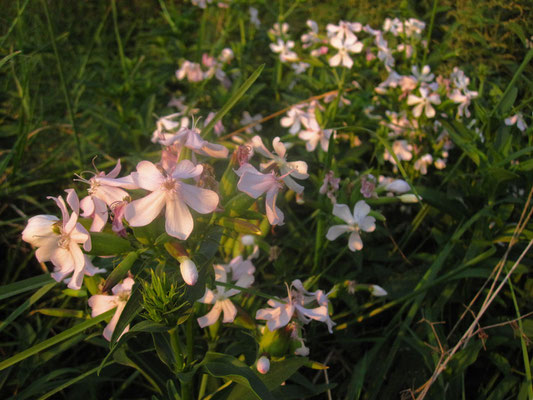 Echtes Seifenkraut (Saponaria officinalis)