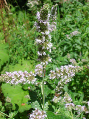 Ross-Minze (Mentha longifolia)