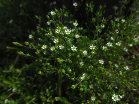 Quendel-Sandkraut (Arenaria serpyllifolia)