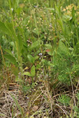 Hügel-Vergissmeinnicht (Myosotis ramosissima)
