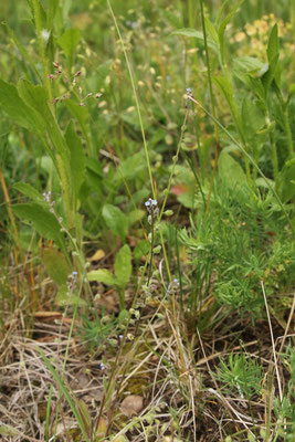 Hügel-Vergissmeinnicht (Myosotis ramosissima)