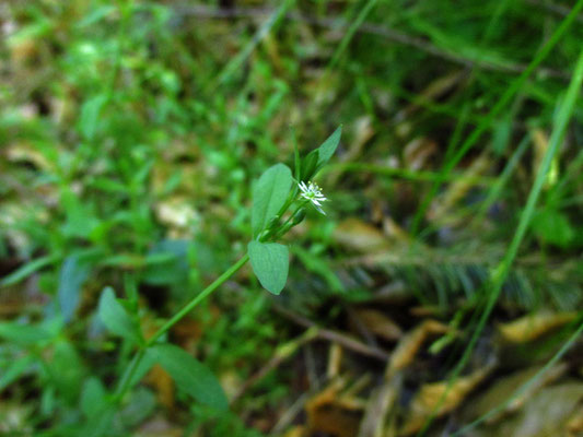 Bach-Sternmiere (Stellaria alsine)