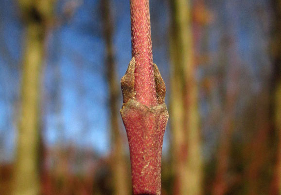 Roter Hartriegel (Cornus sanguinea) | Knospen