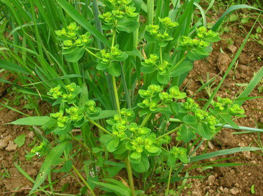 Sonnen-Wolfsmilch (Euphorbia helioscopia)